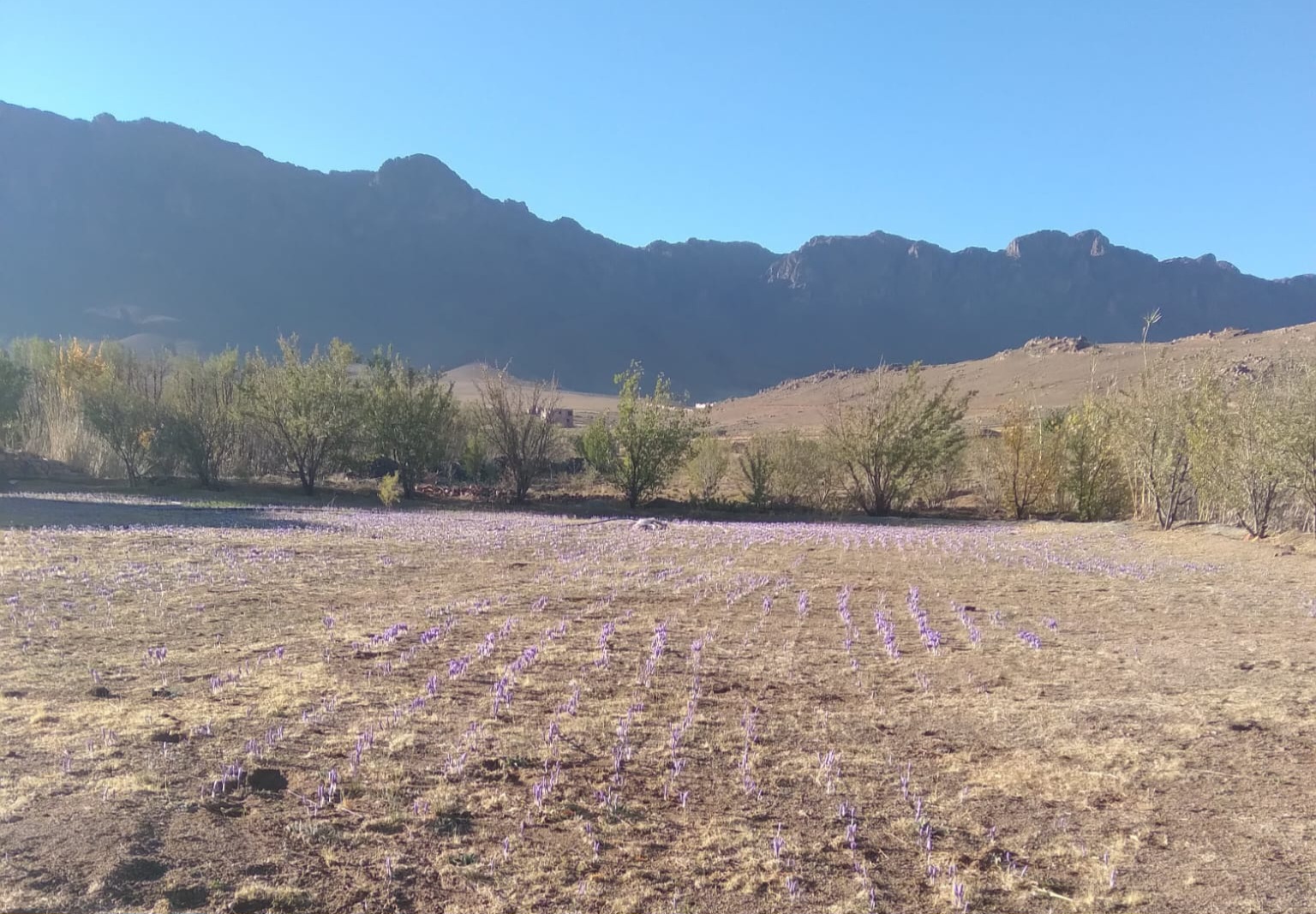Saffron field in flower at Ikenioun, below the High Atlas mountains